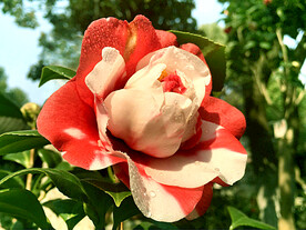 山茶花开