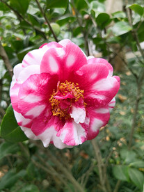 山茶花开
