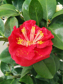 山茶花开