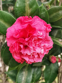 山茶花开
