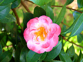 山茶花开