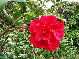山茶花开
