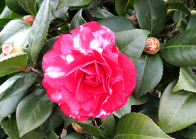 山茶花开