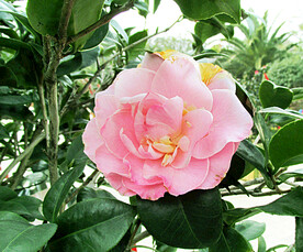 山茶花开