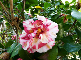 山茶花开