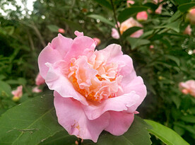 山茶花开