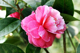 山茶花开