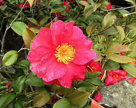 山茶花开