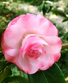 山茶花开