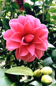 山茶花开