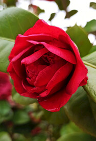 山茶花开