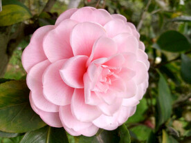 山茶花开