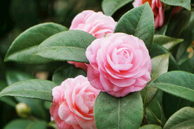 山茶花开