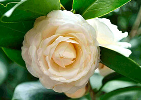 山茶花开