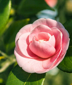 山茶花开
