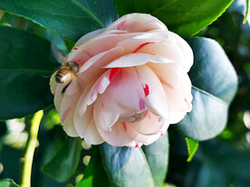 山茶花开