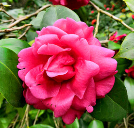 山茶花开