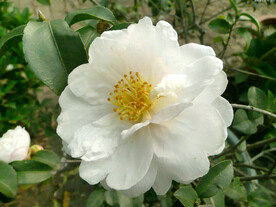 山茶花开