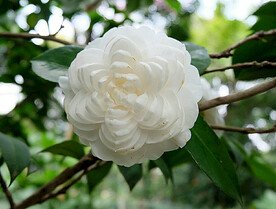 山茶花开