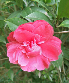 山茶花开