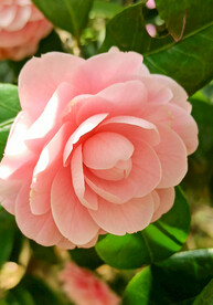 山茶花开