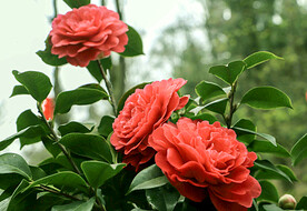 山茶花开