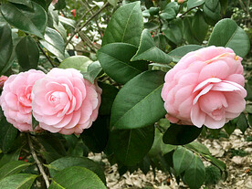 山茶花开