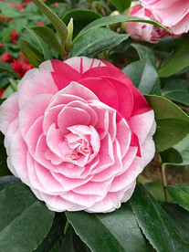 山茶花开