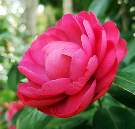 山茶花开