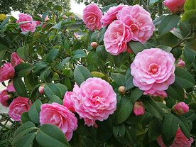 山茶花开