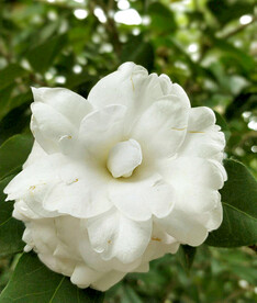 山茶花开