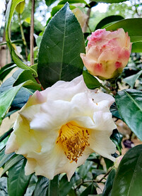 山茶花开