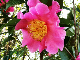 山茶花开