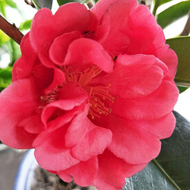 山茶花开