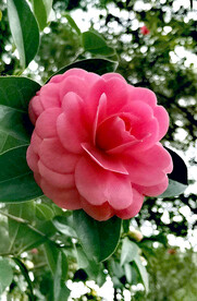 山茶花开