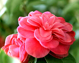 山茶花开
