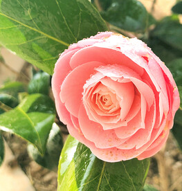 山茶花开