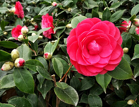 山茶花开