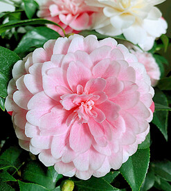 山茶花开