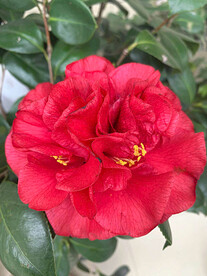 山茶花开