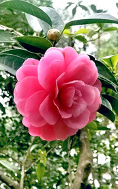 山茶花开