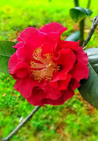山茶花开