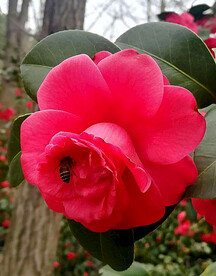 山茶花开