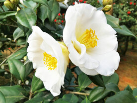山茶花开