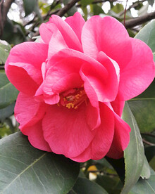 山茶花开