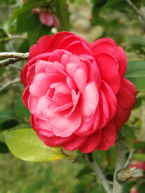 山茶花开
