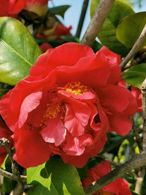 山茶花开