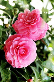 山茶花开