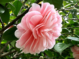 山茶花开