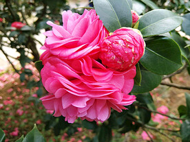 山茶花开